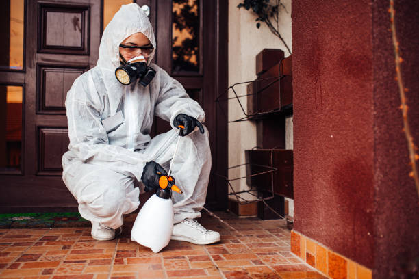 Reliable Wasp Removal contractor in Nokomis, IL by Show Me Pest Control